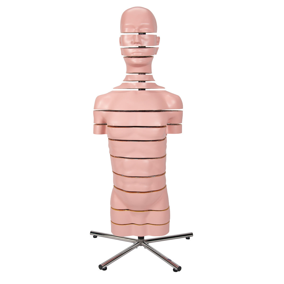 MRI Disc Torso Model with 15 Transverse Sections - anterior