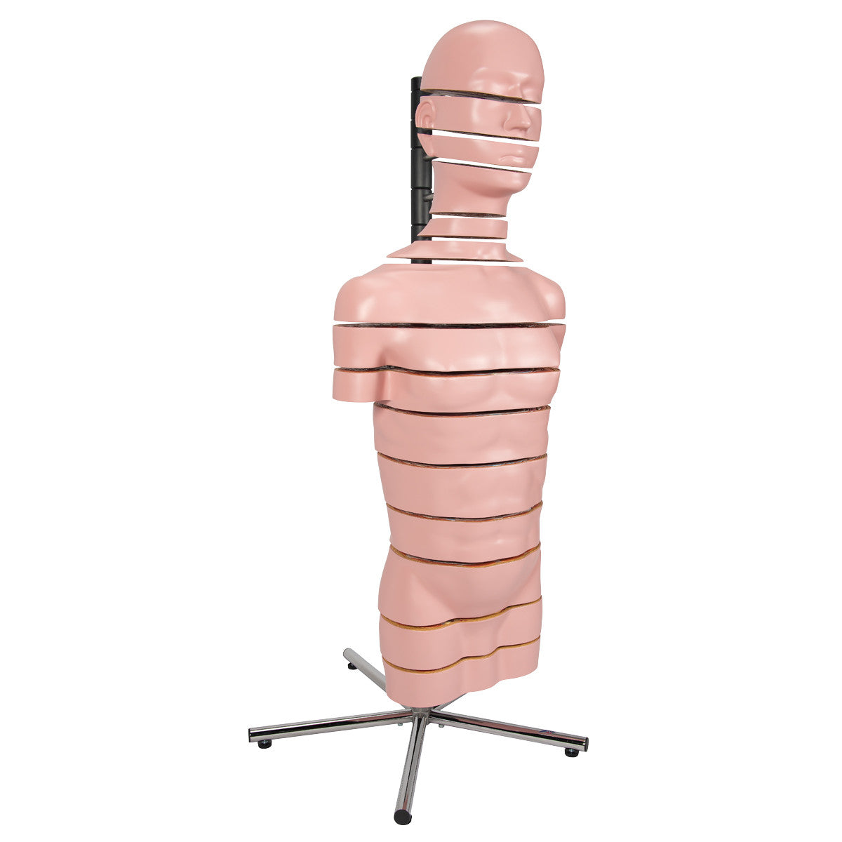 MRI Disc Torso Model with 15 Transverse Sections