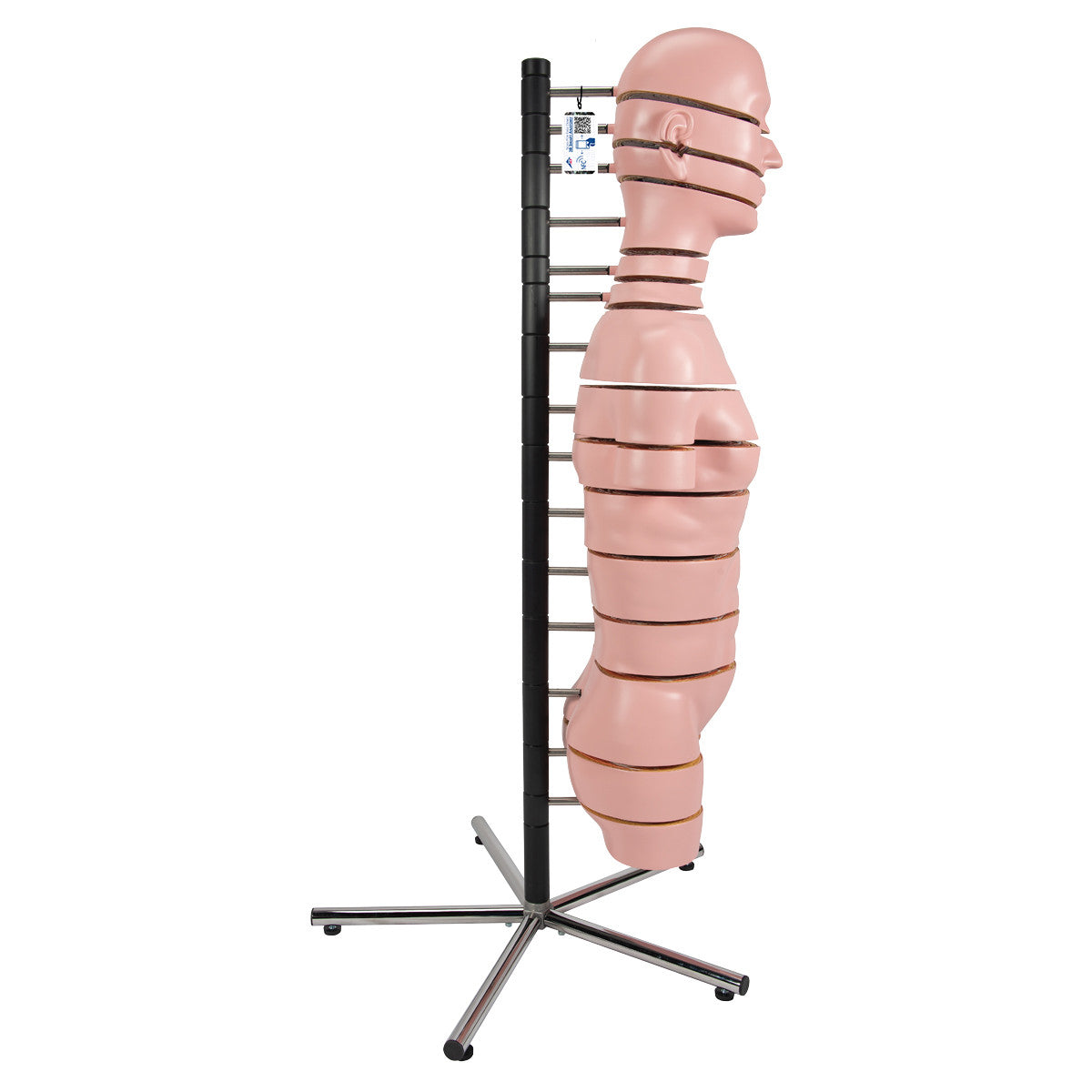 MRI Disc Torso Model with 15 Transverse Sections - profile