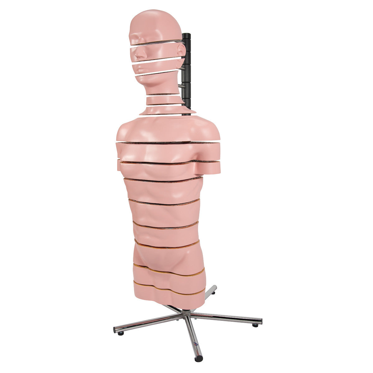 MRI Disc Torso Model with 15 Transverse Sections