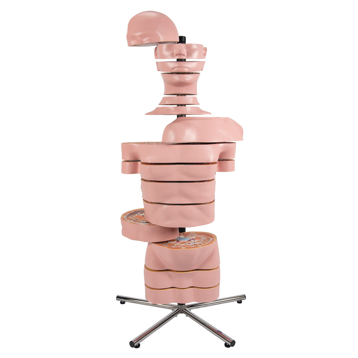 MRI Disc Torso Model with 15 Transverse Sections