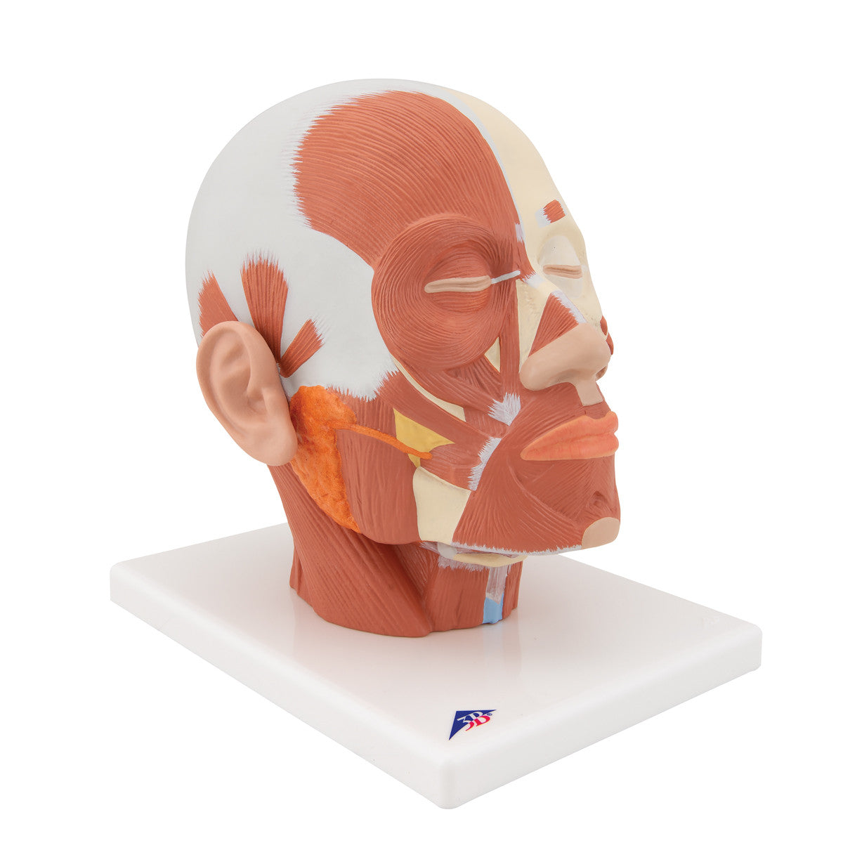 Head Musculature | 3B Scientific VB127