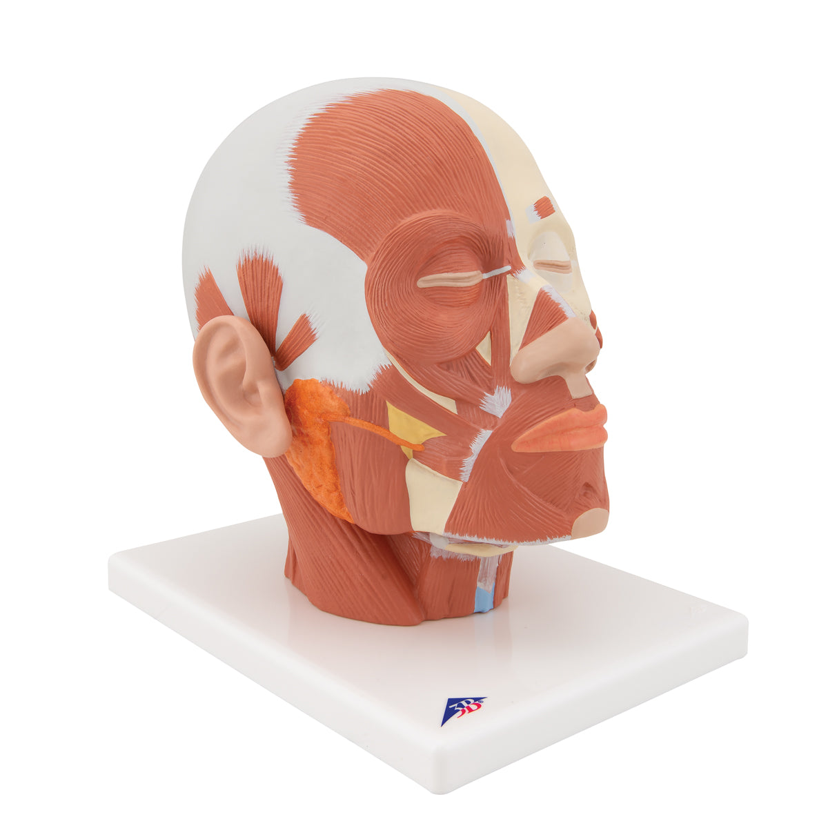 Head Musculature - 3B Scientific VB127, view 8