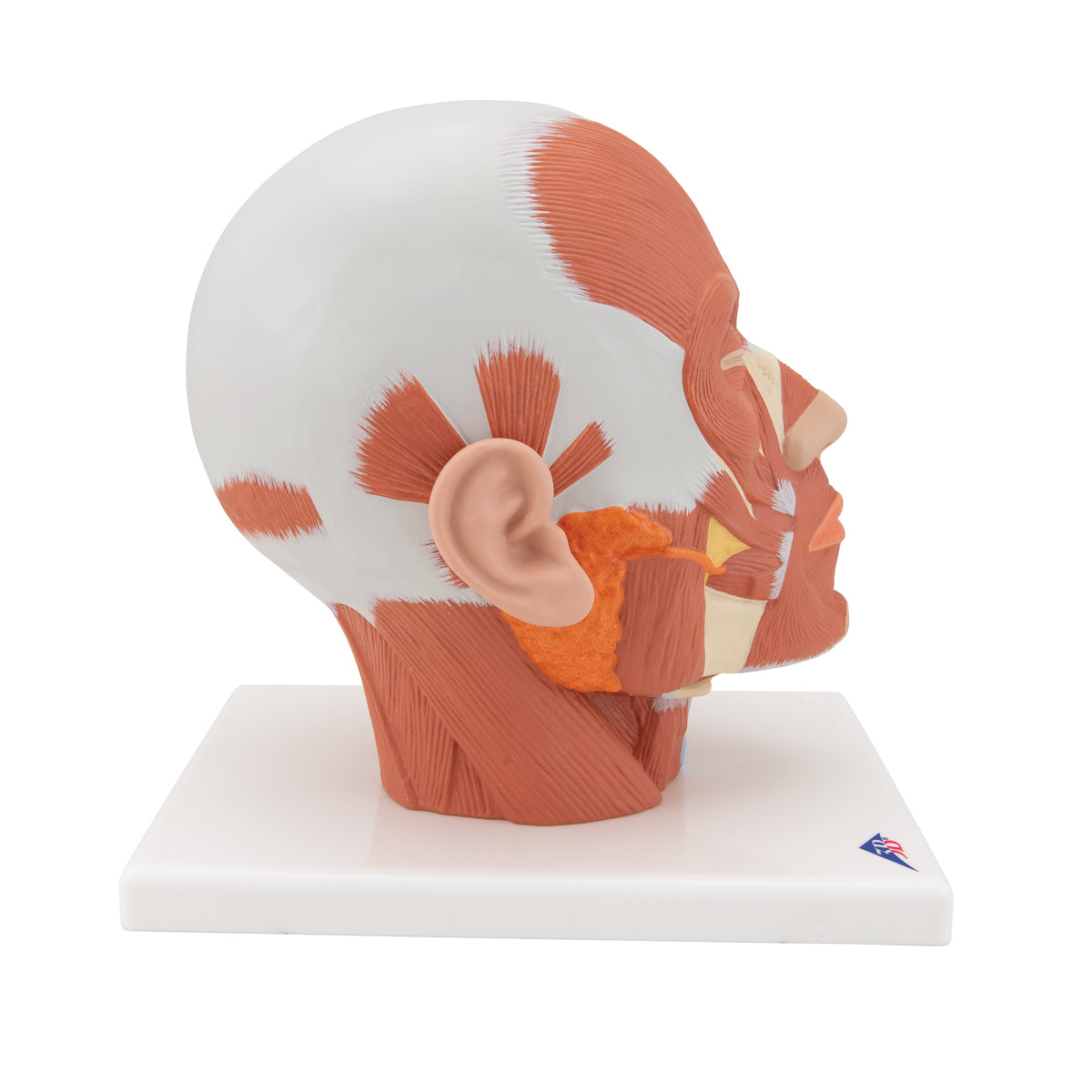 Head Musculature - 3B Scientific VB127, view 9