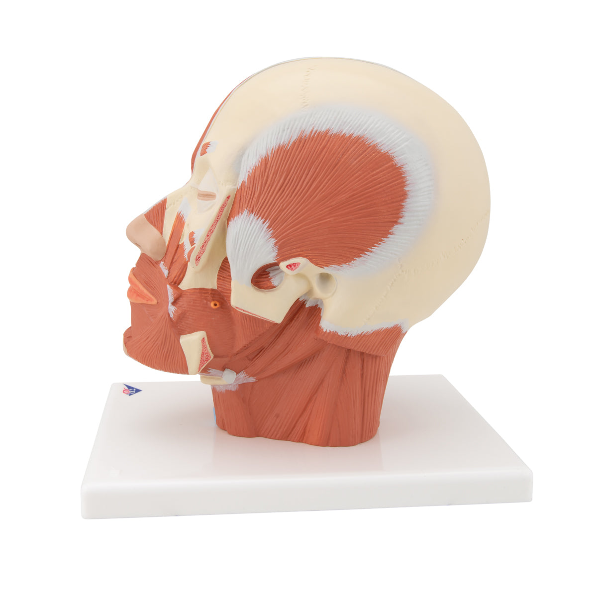 Head Musculature - 3B Scientific VB127, view 11