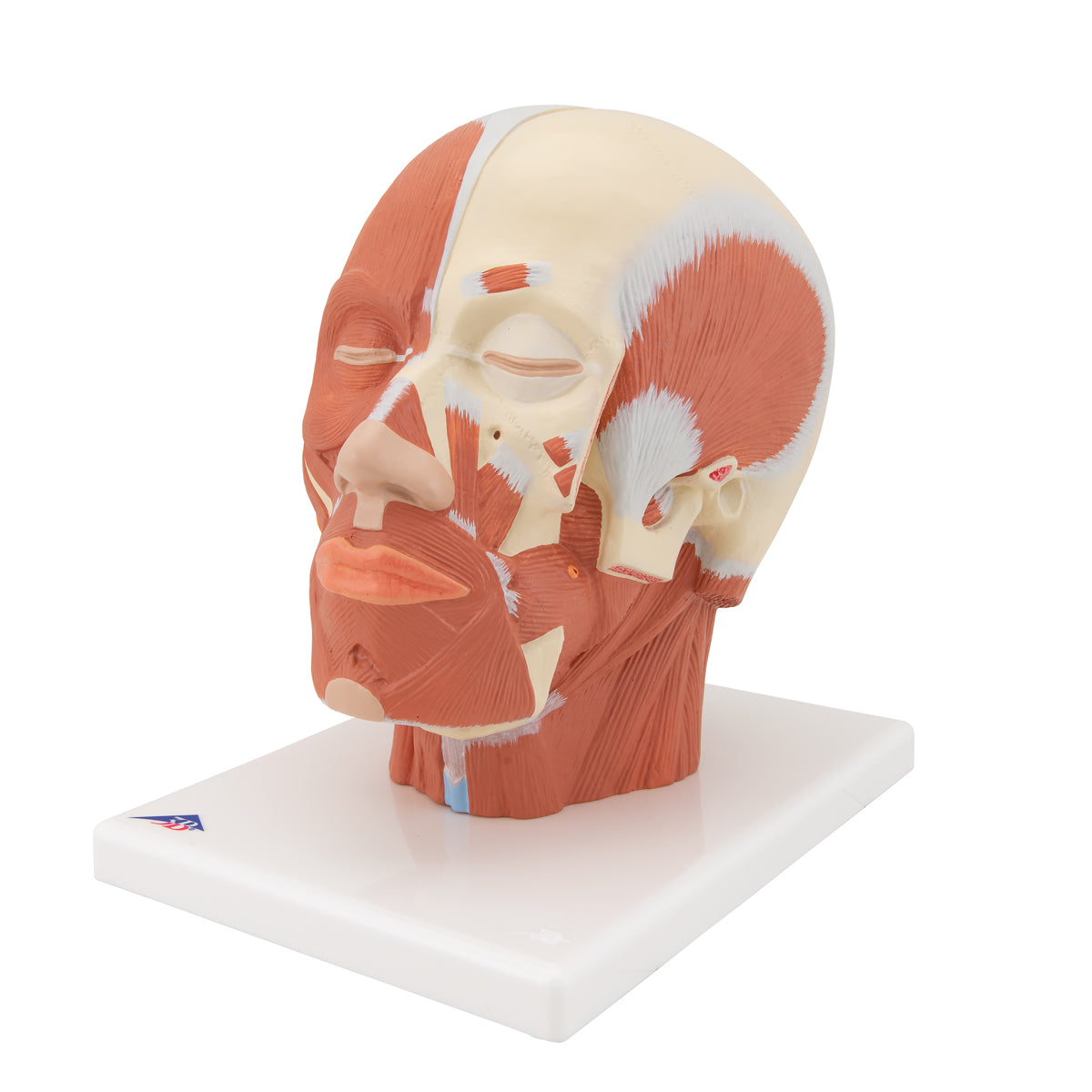 Head Musculature - 3B Scientific VB127, view 12