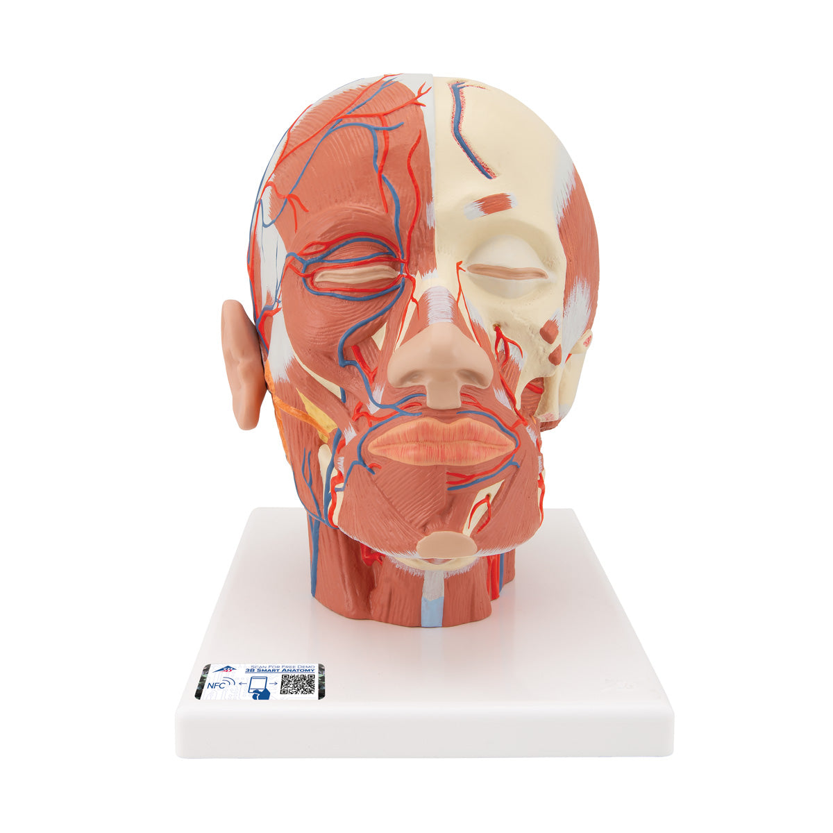 Head Musculature Model with Blood Vessels