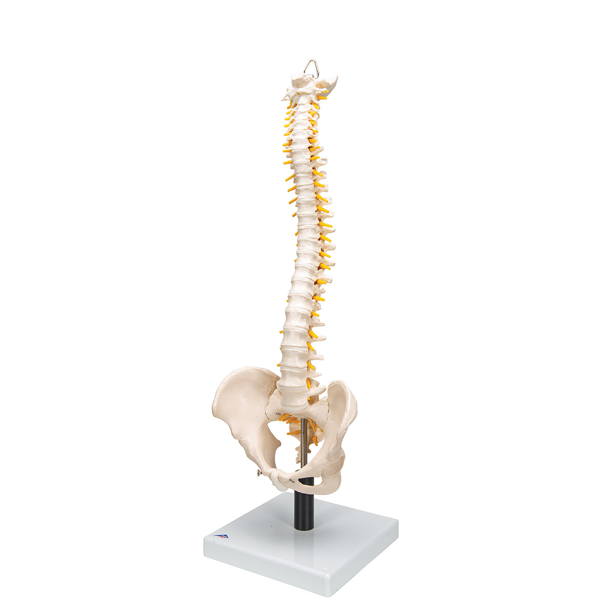 Flexible Human Spine Model with Soft Intervertebral Discs