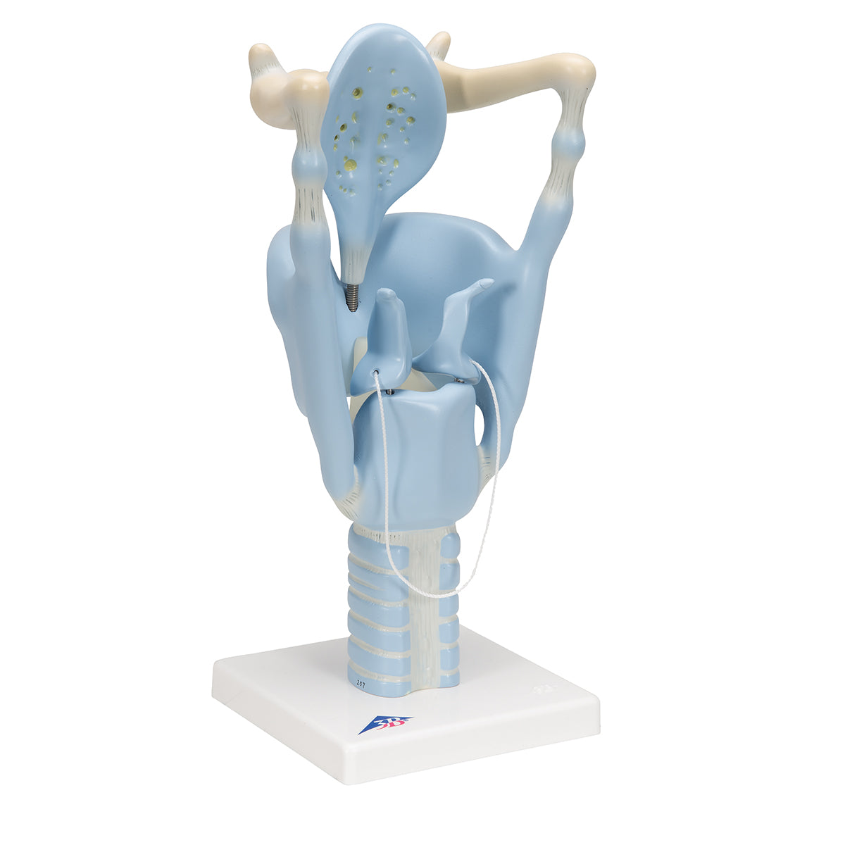 Functional Human Larynx Model, 3 times Full-Size - 3B Scientific VC219, view 9