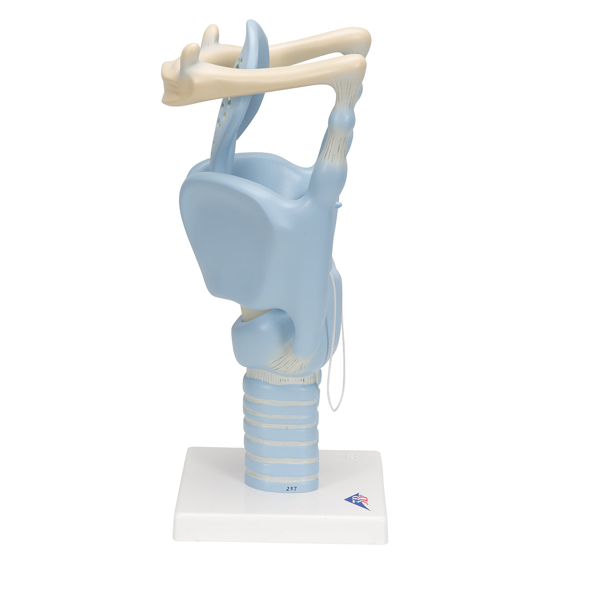 Functional Human Larynx Model, 3 times Full-Size - 3B Scientific VC219, view 10
