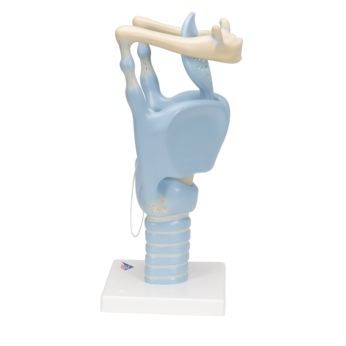 Functional Human Larynx Model, 3 times Full-Size - 3B Scientific VC219, view 12
