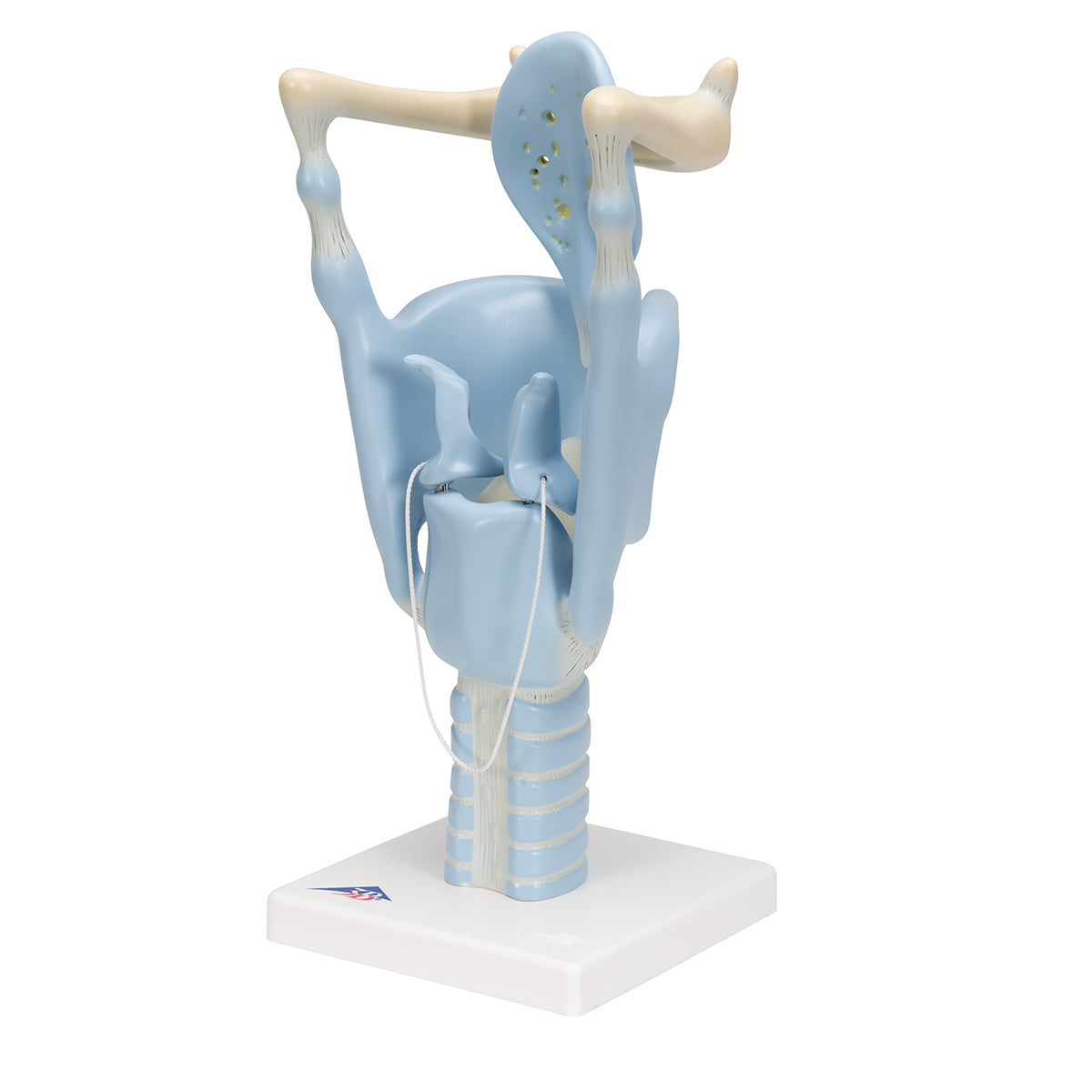 Functional Human Larynx Model, 3 times Full-Size - 3B Scientific VC219, view 13