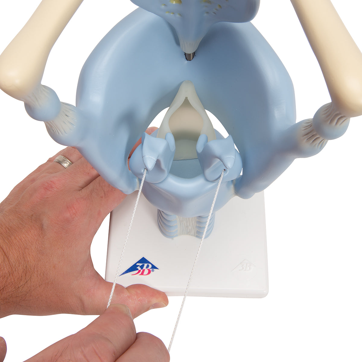 Functional Human Larynx Model, 3 times Full-Size - 3B Scientific VC219, view 14