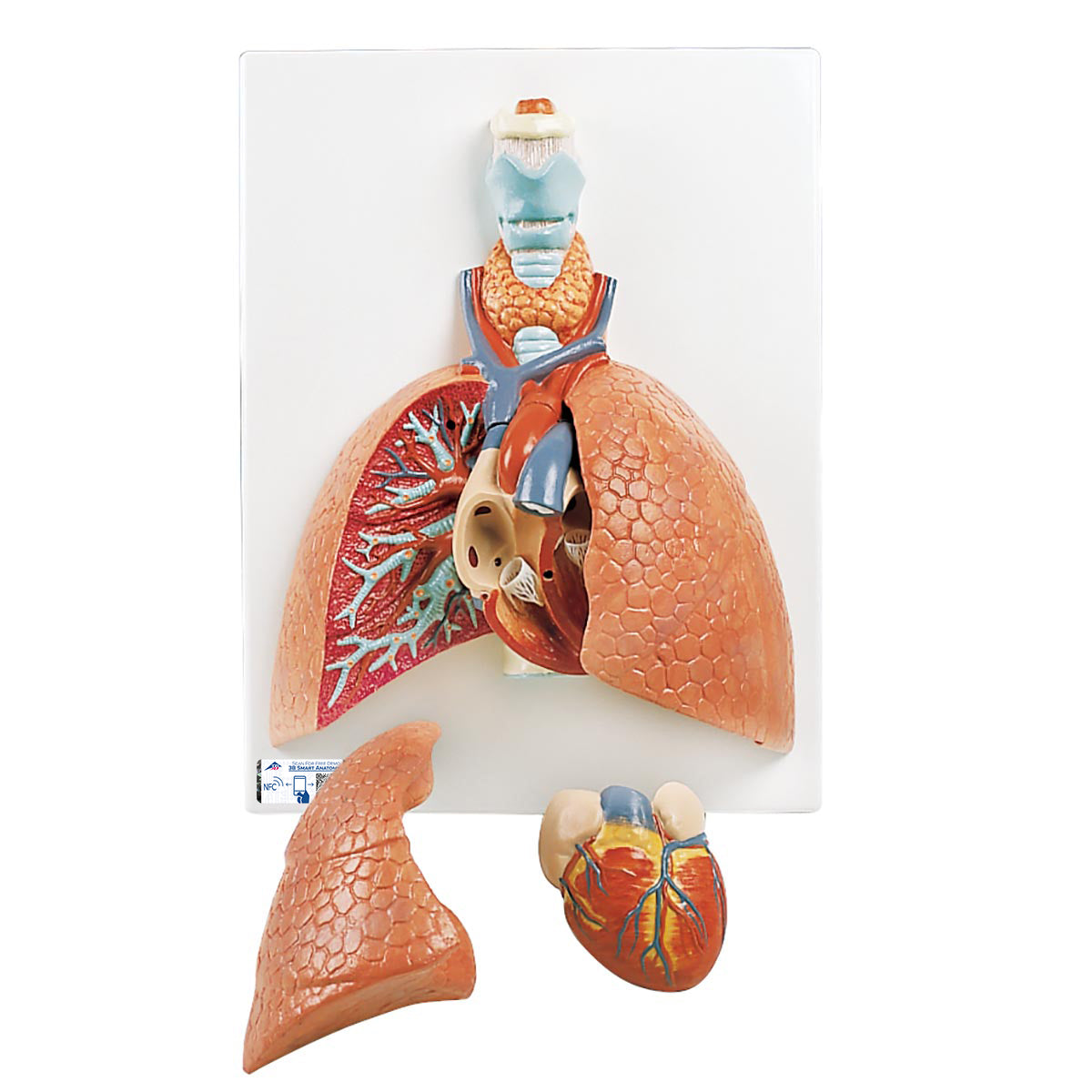 Lung Model with Larynx, 5 part - 3B Scientific VC243, view 4