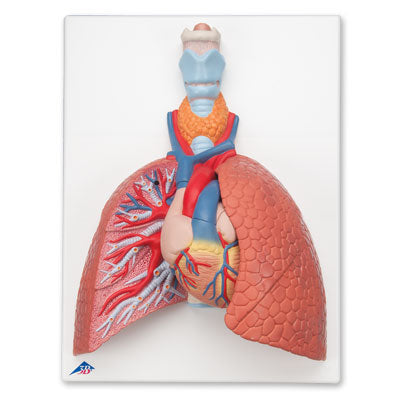 Lung Model with Larynx, 5 part