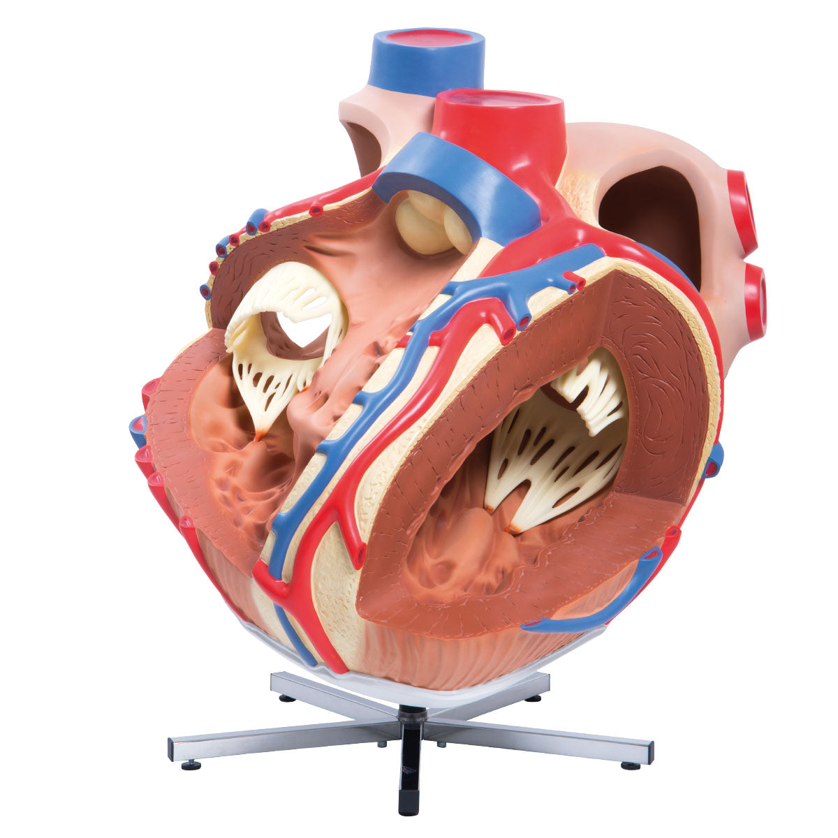 Giant Human Heart Model, 8 times Life-Size