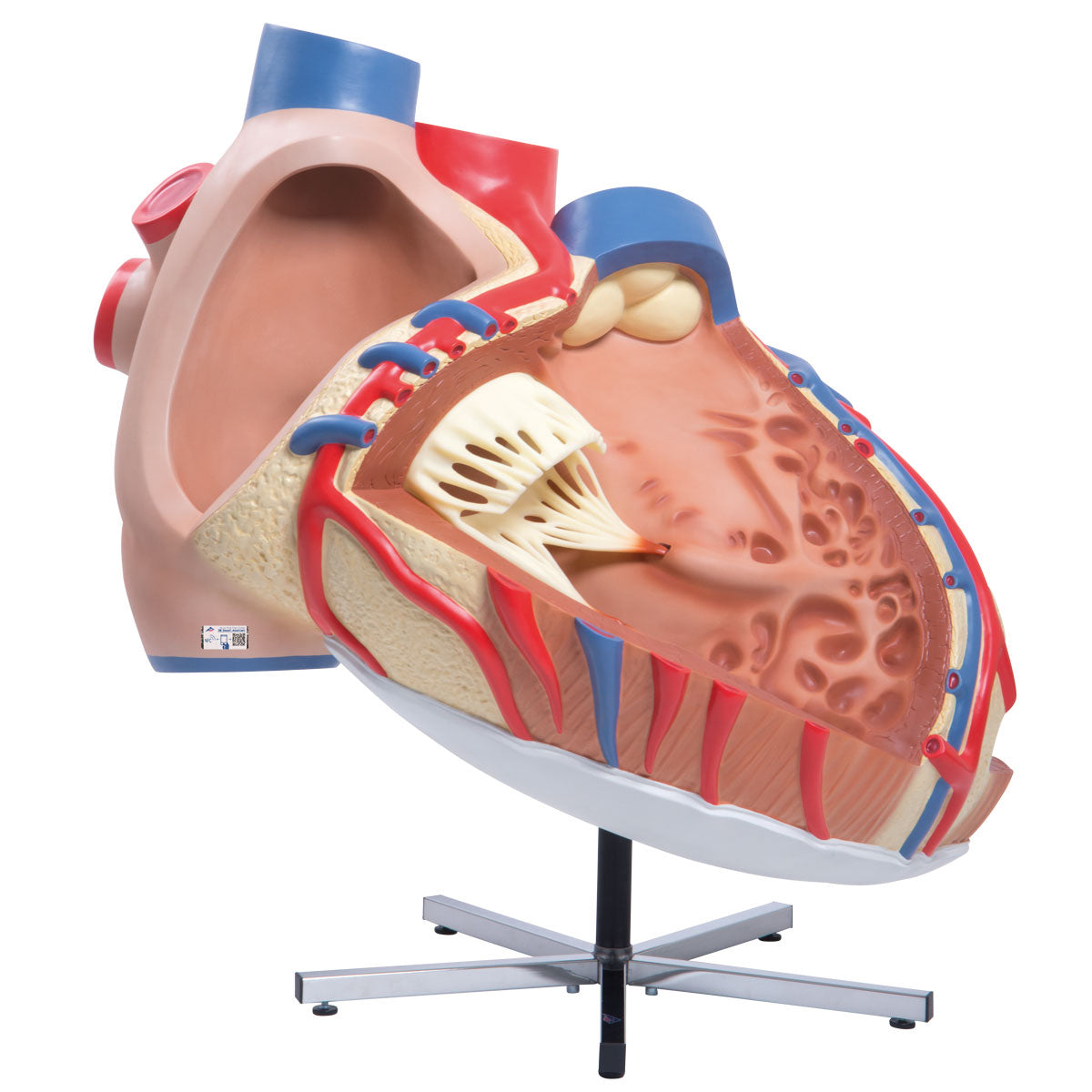 Giant Human Heart Model, 8 times Life-Size