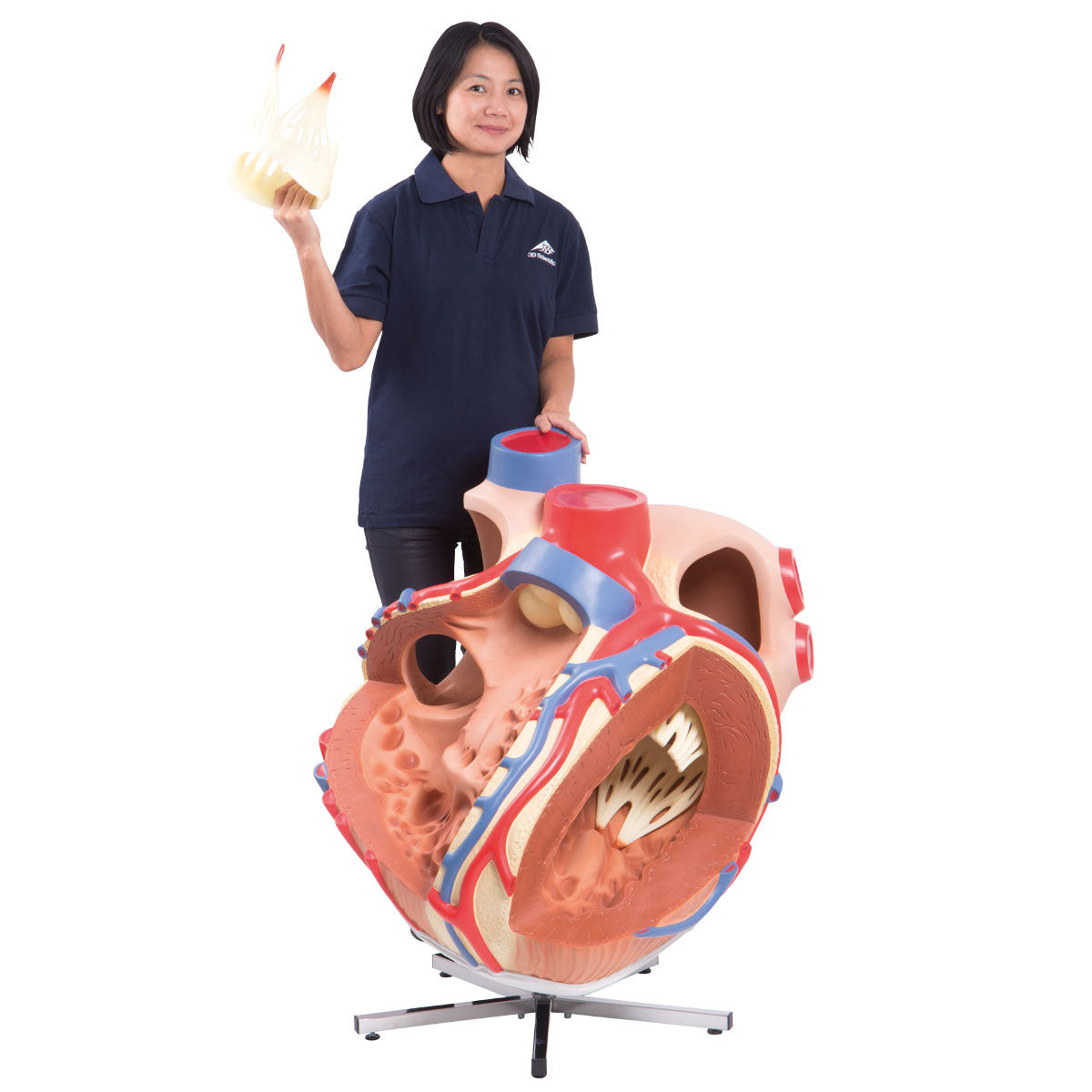 Giant Human Heart Model, 8 times Life-Size