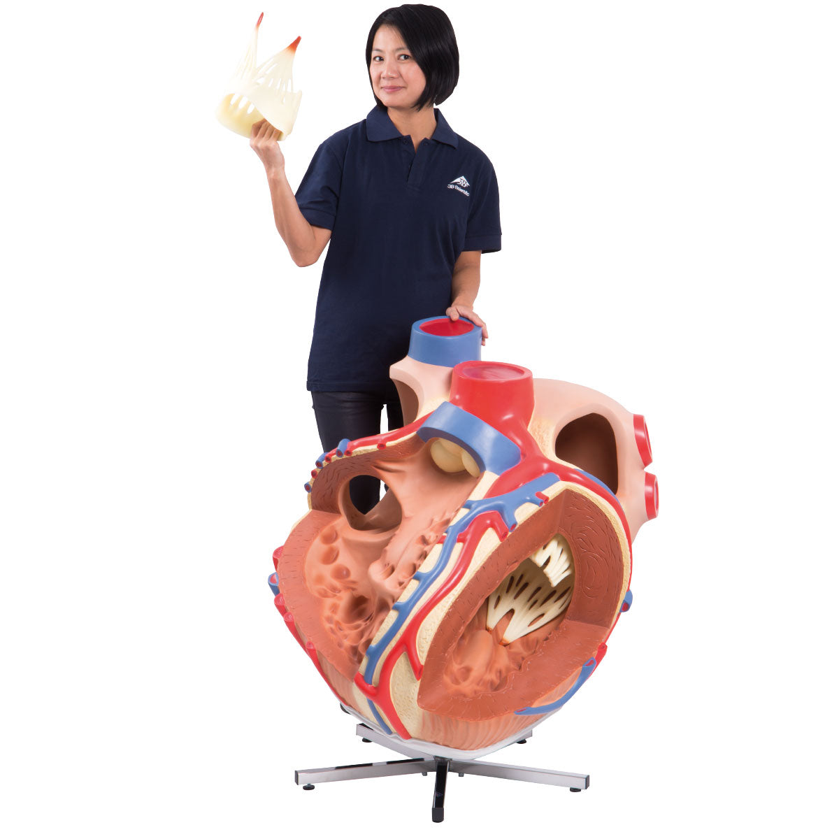 Giant Human Heart Model, 8 times Life-Size