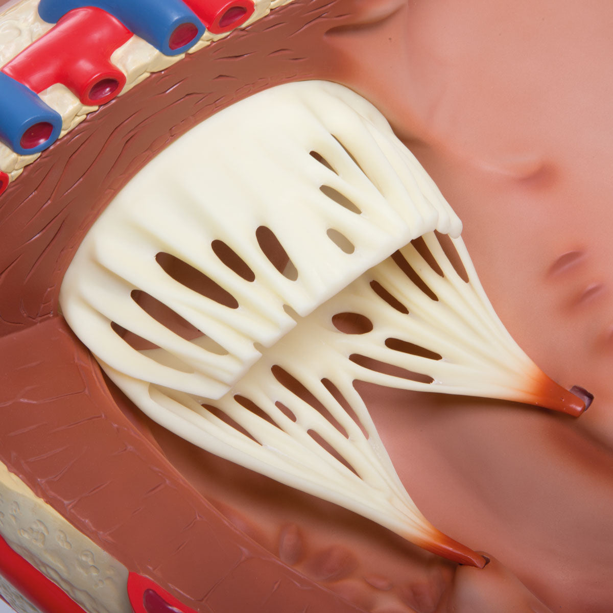 Giant Human Heart Model, 8 times Life-Size