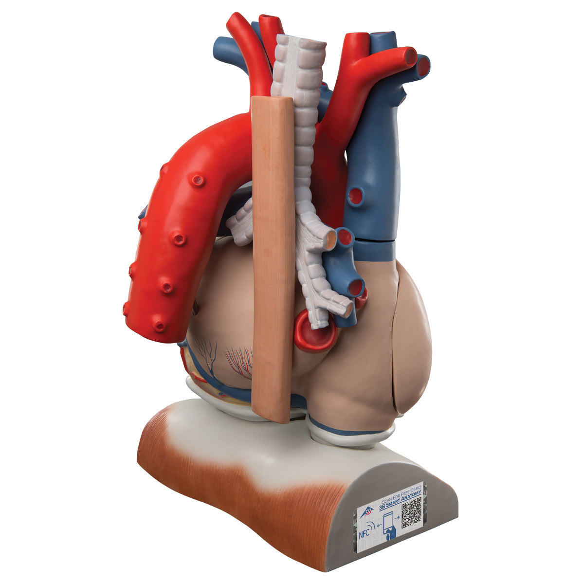Heart and Diaphragm Model, 3 times Life-Size, 10 part