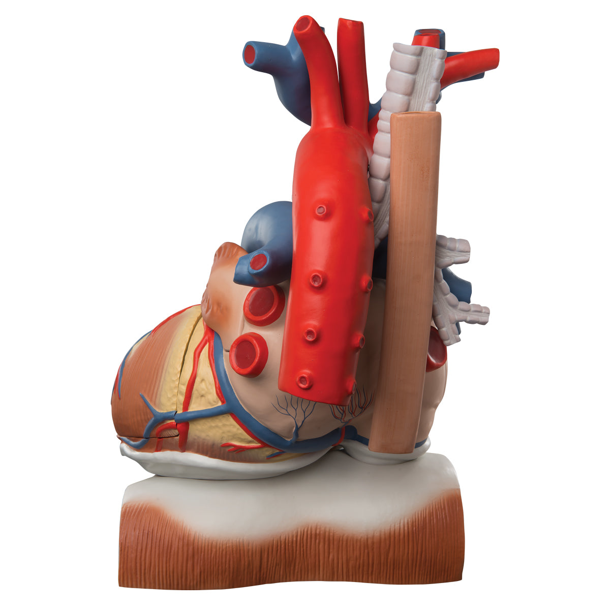 Heart and Diaphragm Model, 3 times Life-Size, 10 part