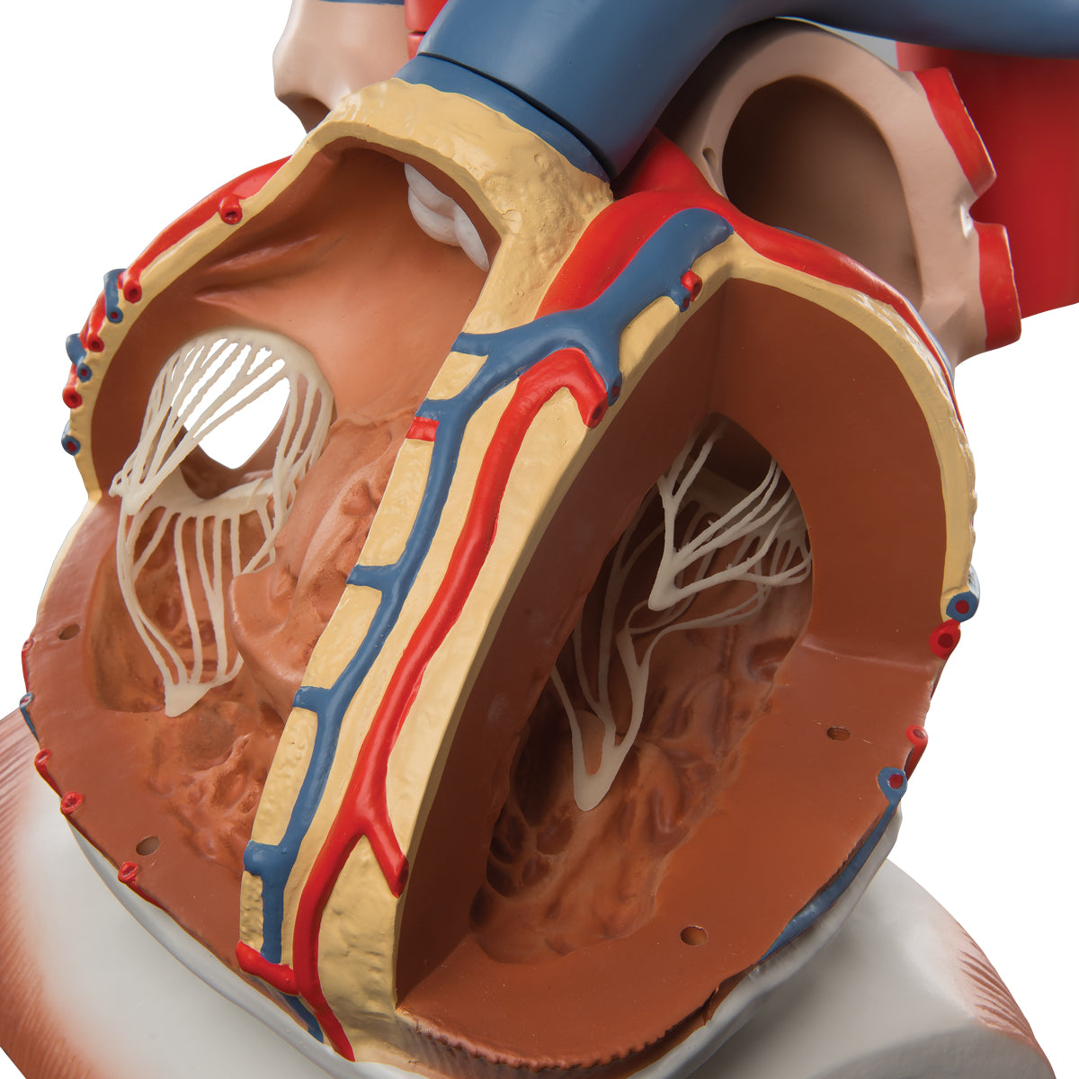 Heart and Diaphragm Model, 3 times Life-Size, 10 part