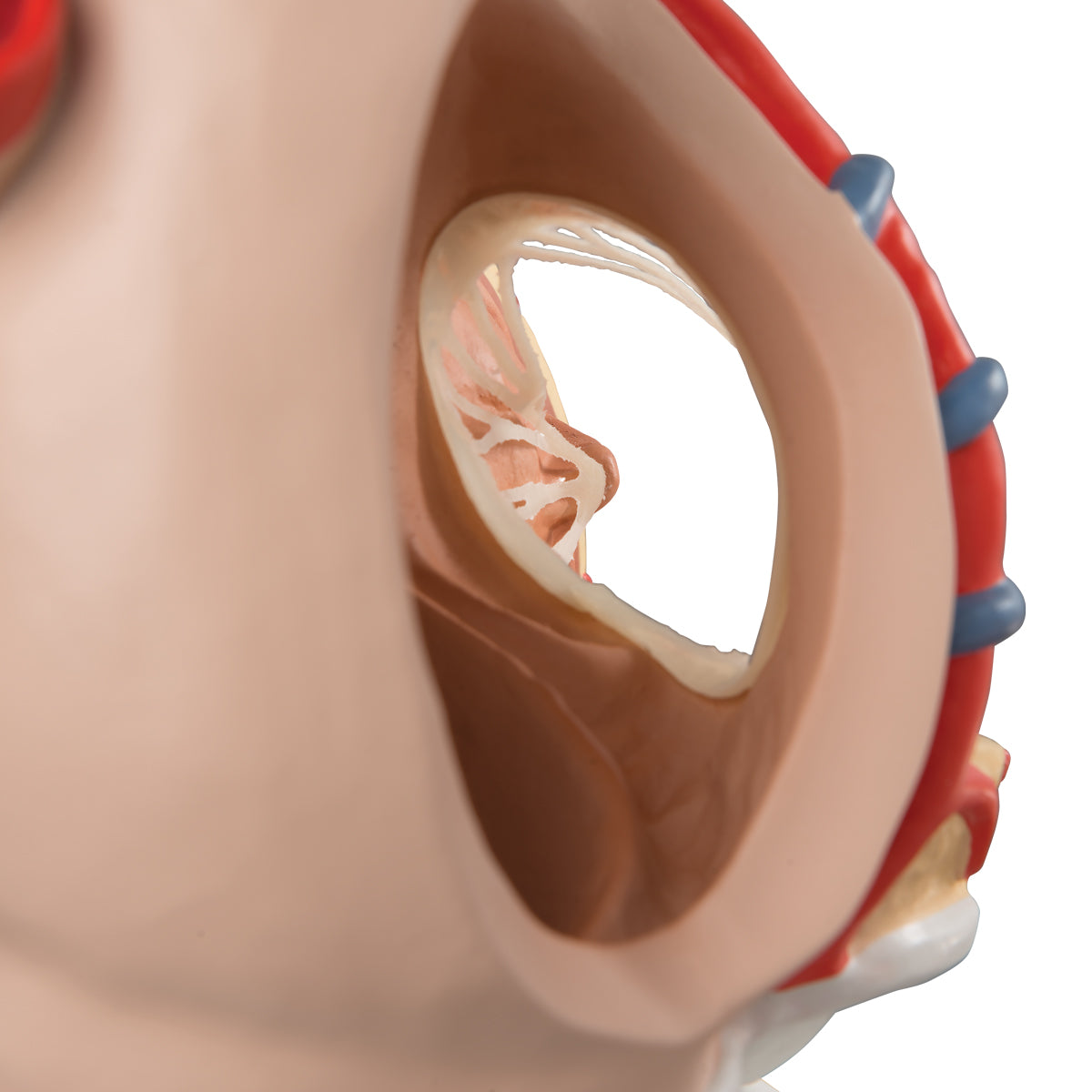 Heart and Diaphragm Model, 3 times Life-Size, 10 part