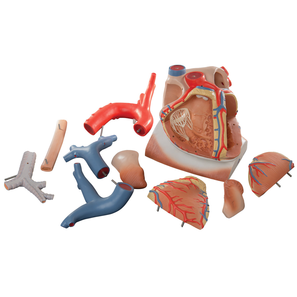 Heart and Diaphragm Model, 3 times Life-Size, 10 part