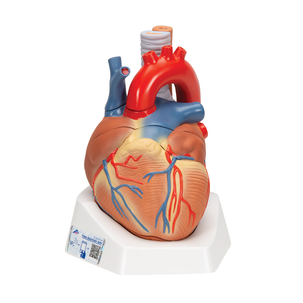 Human Heart Model, 7 part