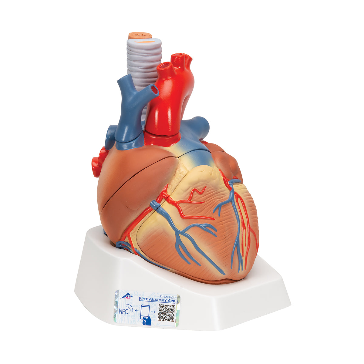 Human Heart Model, 7 part