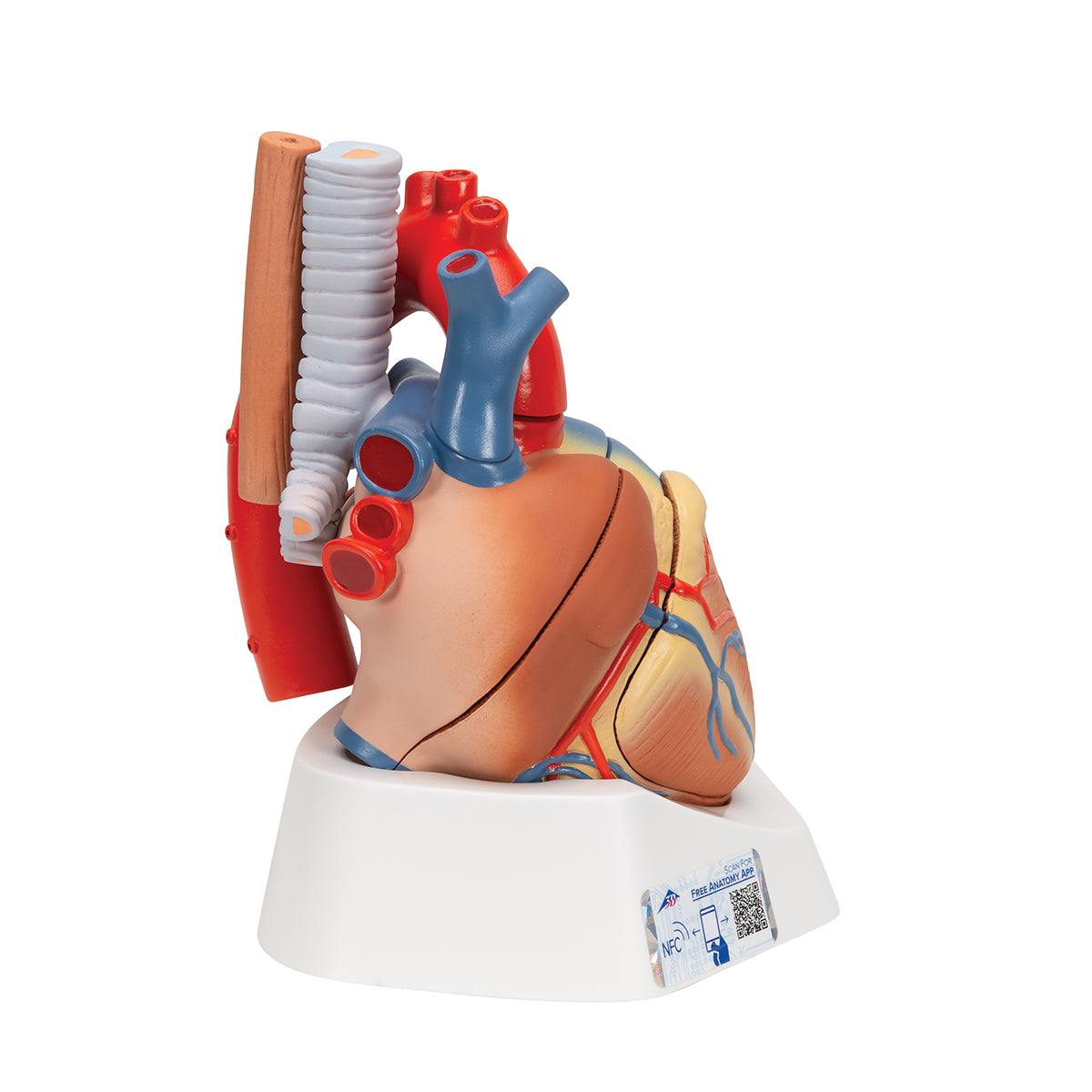 Human Heart Model, 7 part