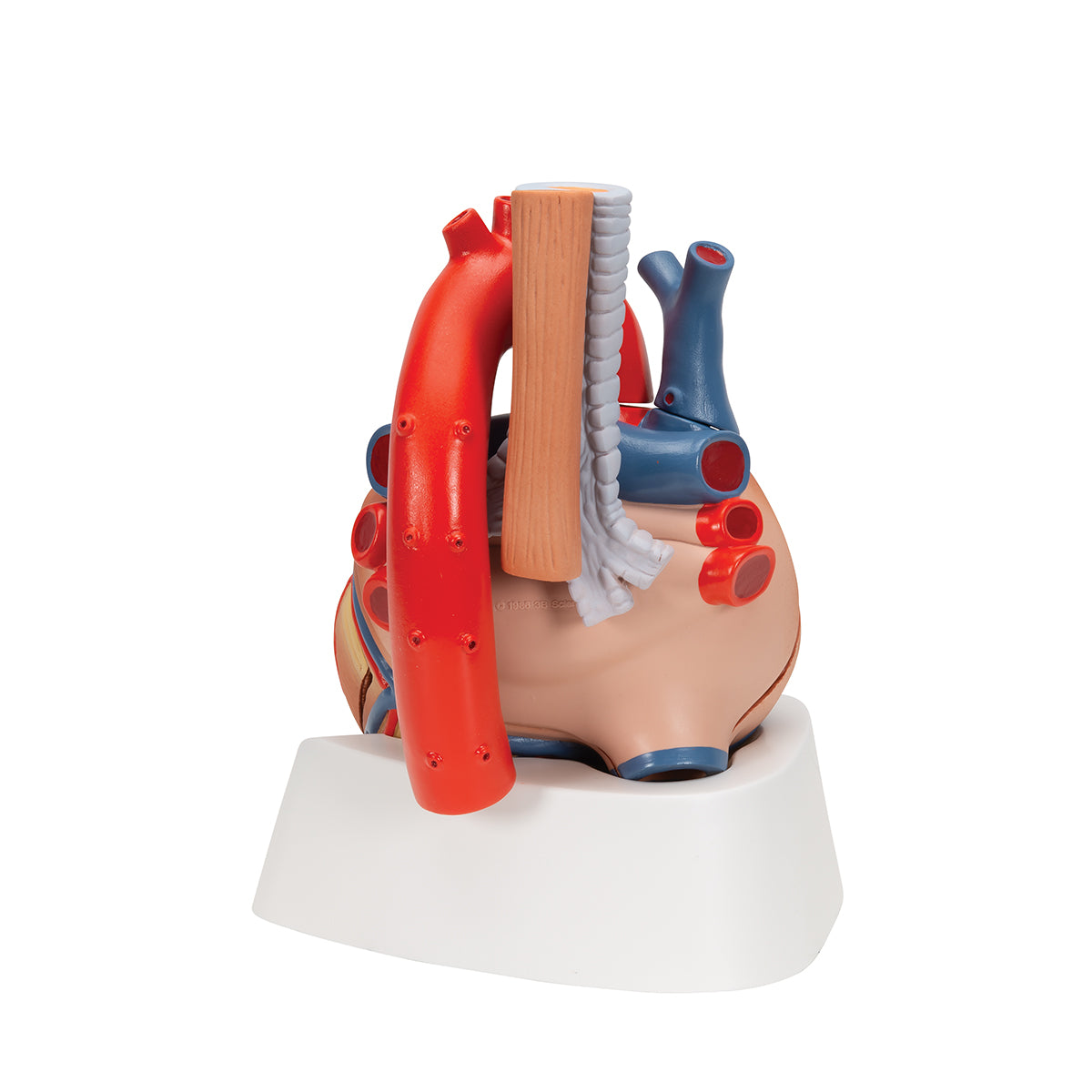 Human Heart Model, 7 part