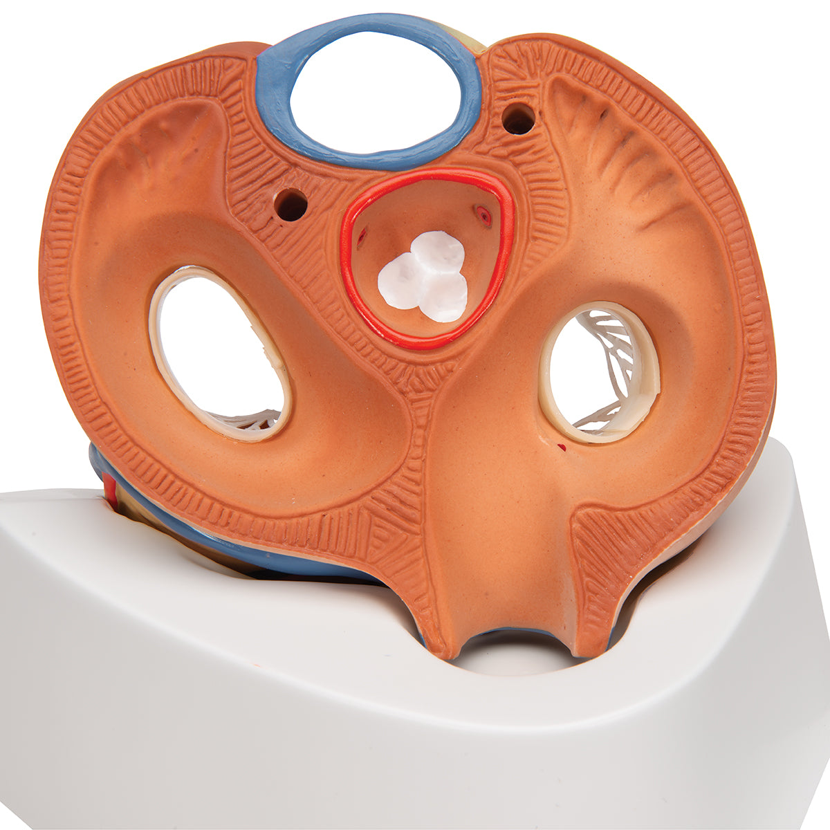 Human Heart Model, 7 part