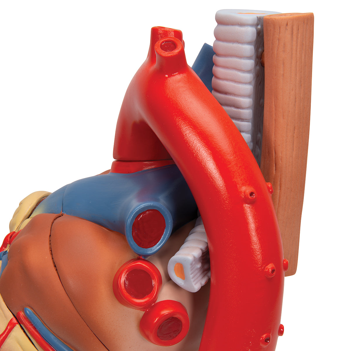 Human Heart Model, 7 part