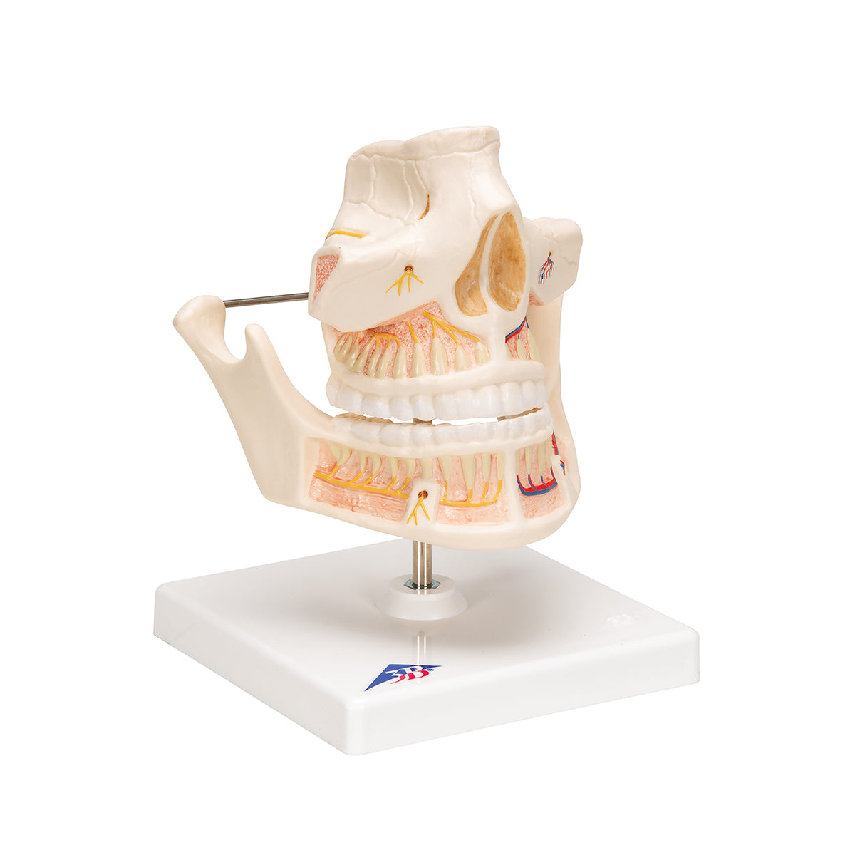 Adult Denture Model with Nerves and Roots