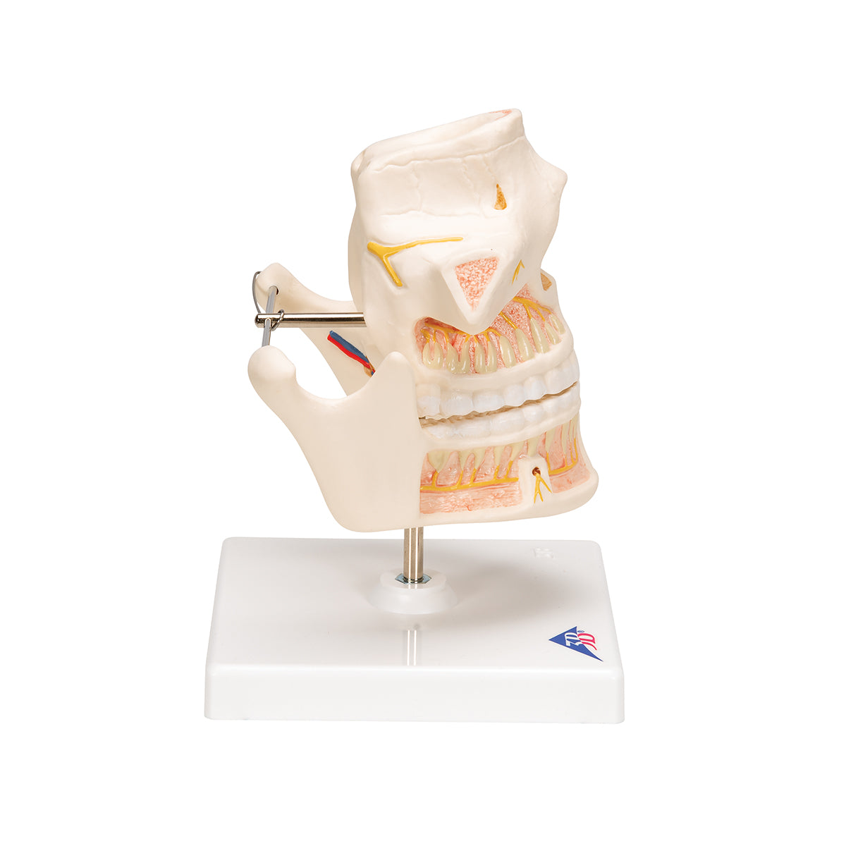 Adult Denture Model with Nerves and Roots