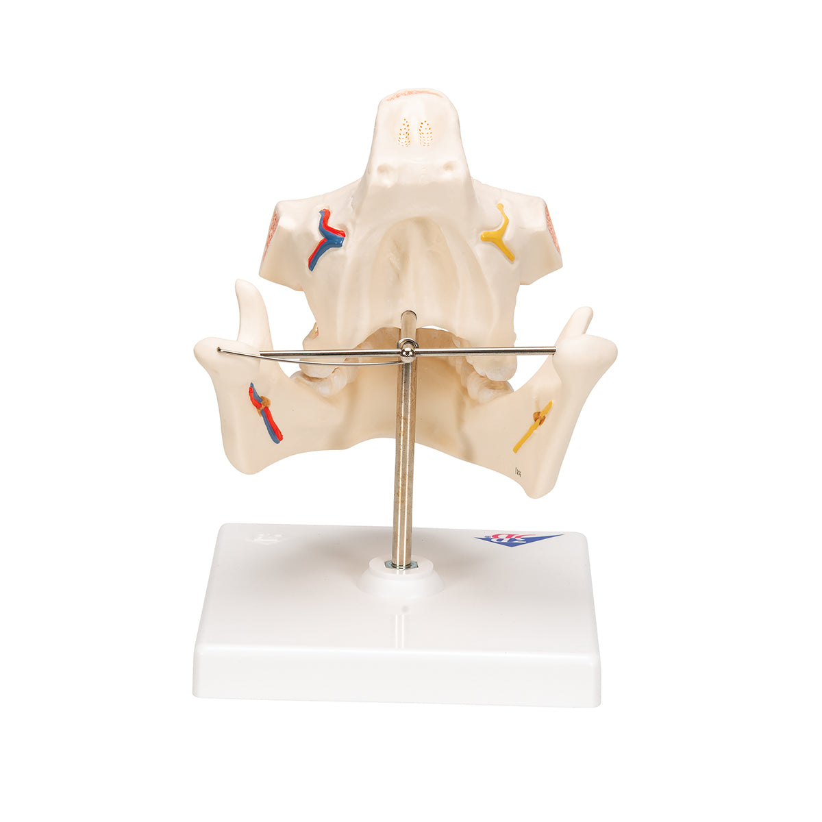 Adult Denture Model with Nerves and Roots