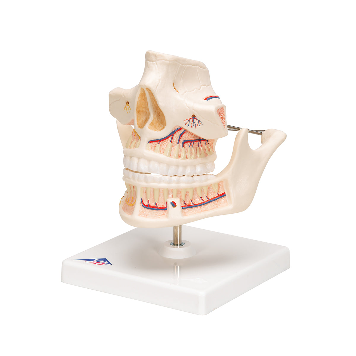 Adult Denture Model with Nerves and Roots