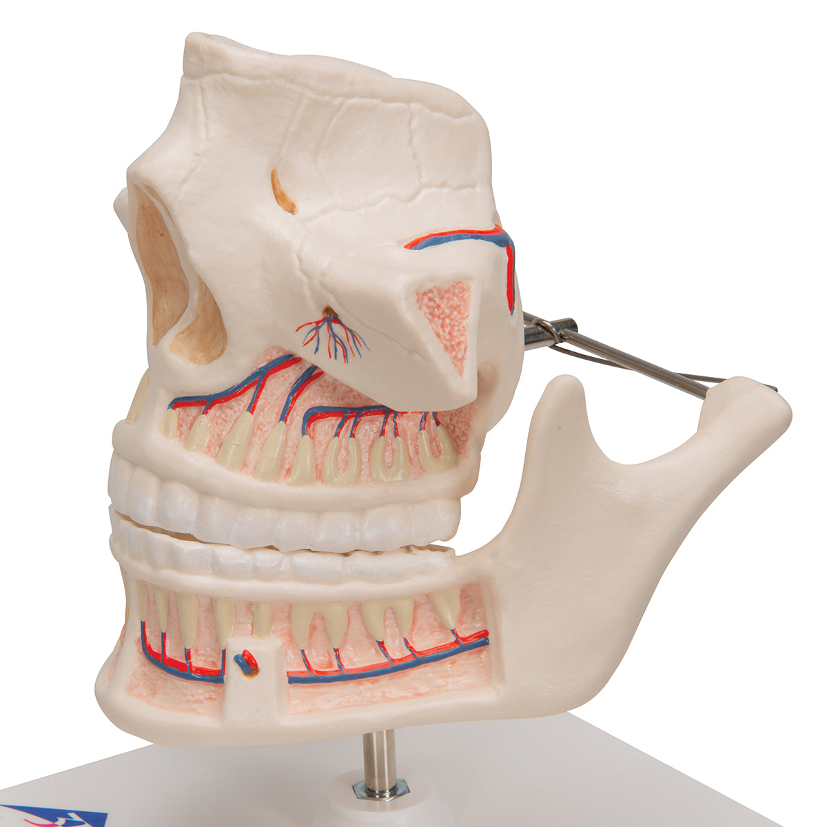 Adult Denture Model with Nerves and Roots
