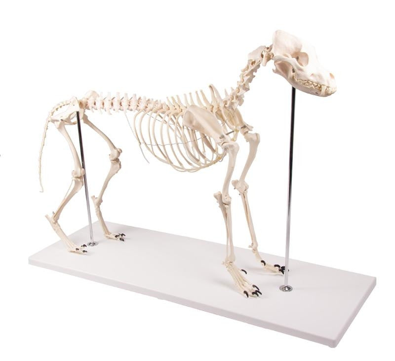VET1700 Erler Zimmer Dog Skeleton Olaf