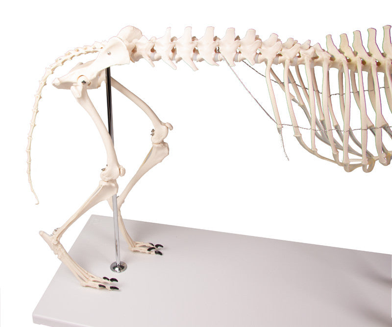 VET1700 Erler Zimmer Dog Skeleton Olaf