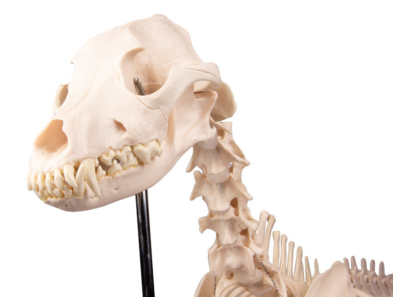 VET1700 Erler Zimmer Dog Skeleton Olaf