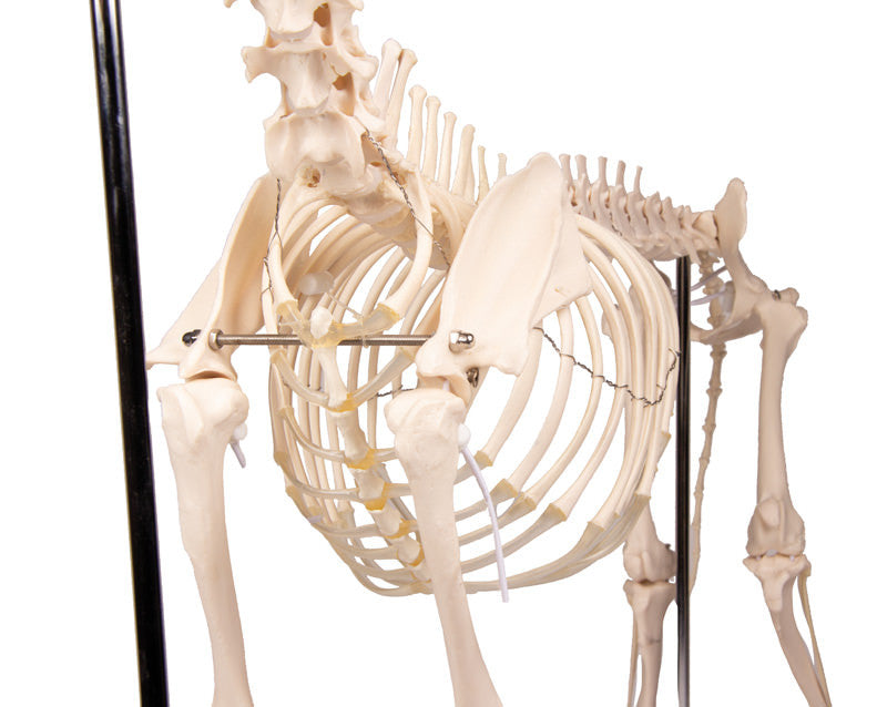 VET1700 Erler Zimmer Dog Skeleton Olaf