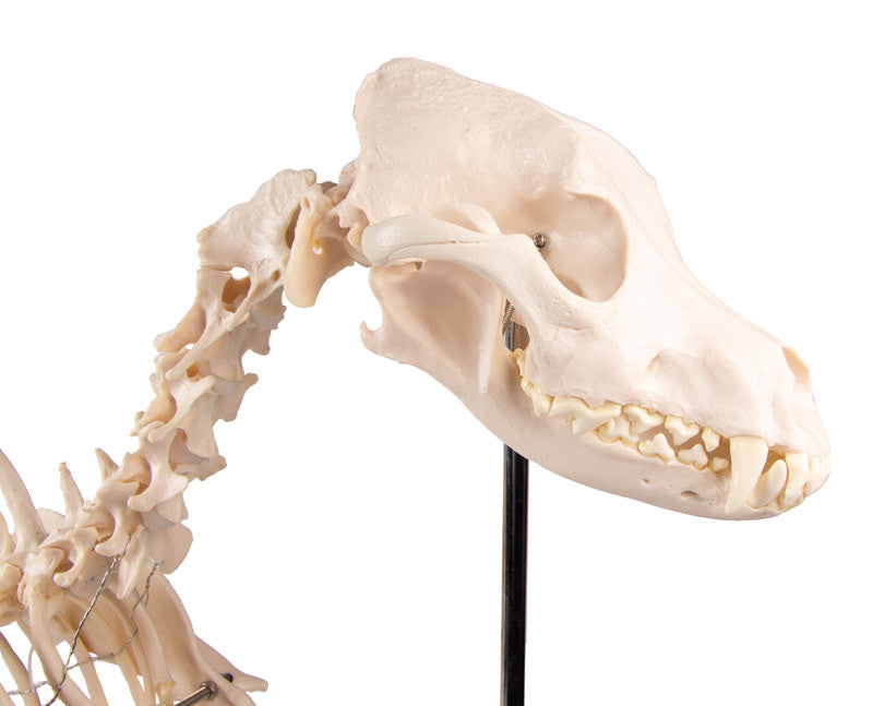VET1700 Erler Zimmer Dog Skeleton Olaf