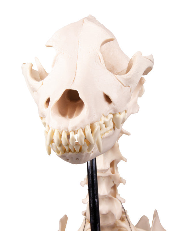 VET1700 Erler Zimmer Dog Skeleton Olaf