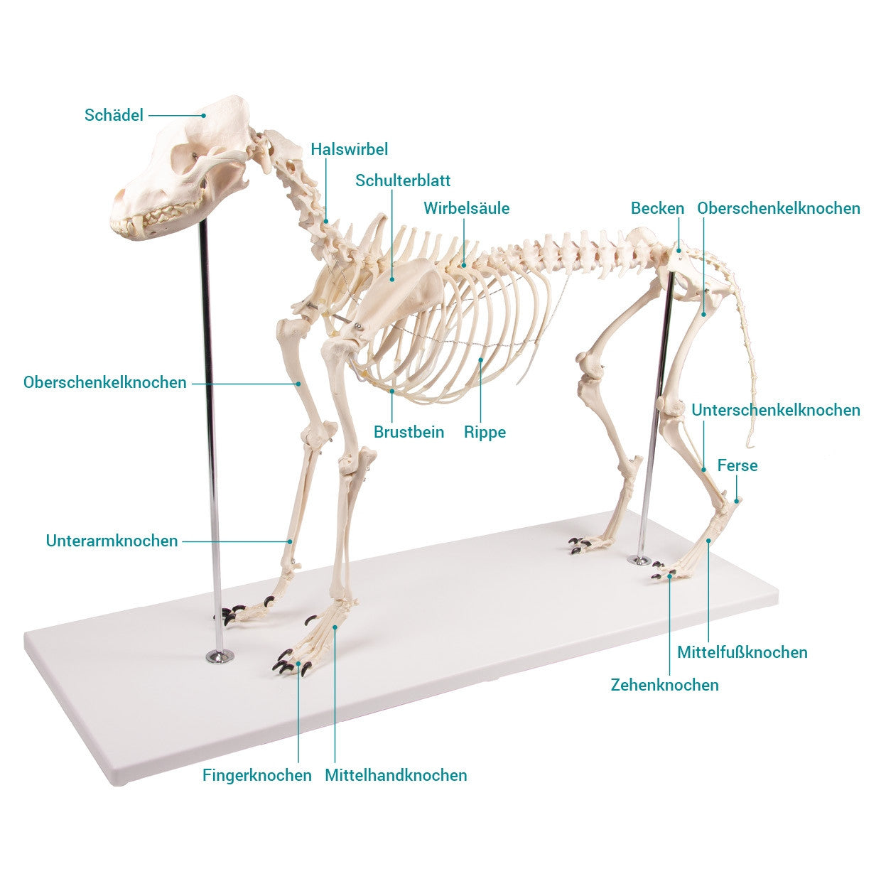 VET1700 Erler Zimmer Dog Skeleton Olaf