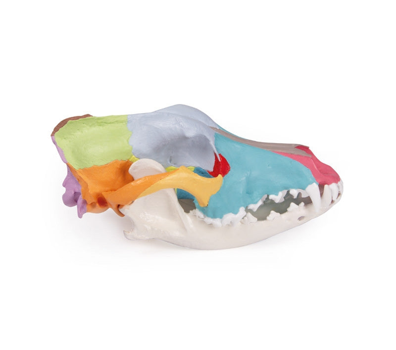 Dog skull with didactic painting | Erler Zimmer VET1708 - lateral view