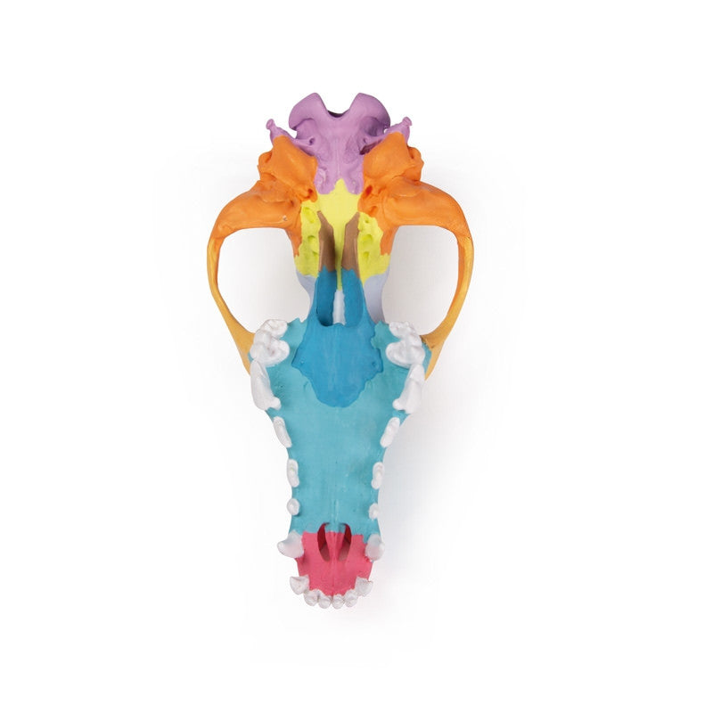 Dog skull with didactic painting | Erler Zimmer VET1708 - dorsal view