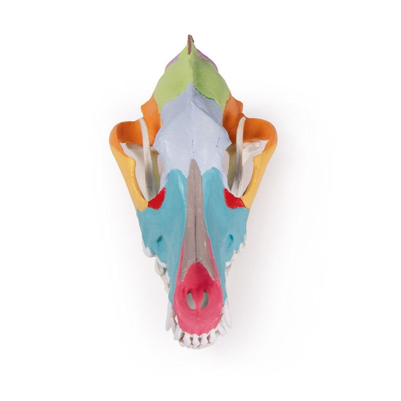 Dog skull with didactic painting | Erler Zimmer VET1708 - superior view